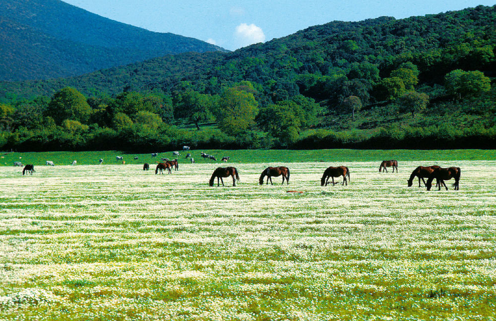 La Pulledraia Del Podere Montegrappa Alberese Extérieur photo